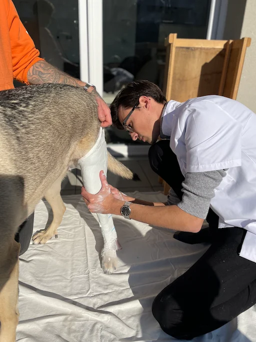 Prothésiste animalier - moulage d'une prothèse pour chien - OPA SUD
