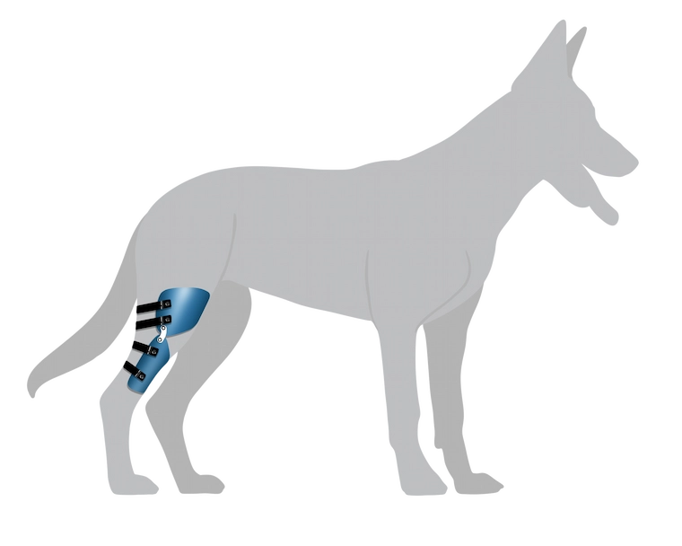 Orthèse articulée pour chien – soutien articulaire et maintien de la mobilité