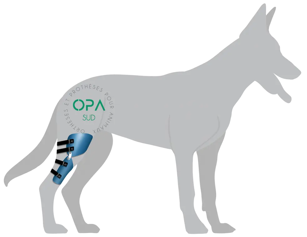 Orthèse pour chien OPA SUD – orthèse animale sur mesure