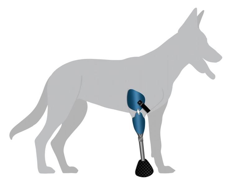 Prothèse pour chien – remplacement de patte amputée