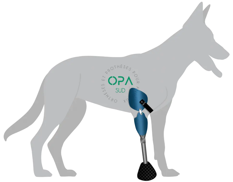 Prothèse pour chien – prothèse animale OPA SUD